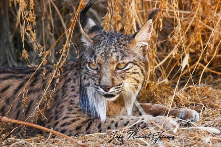Doñana in 5 Senses: Guided Iberian Lynx & 4x4 Marsh Safari photo 6
