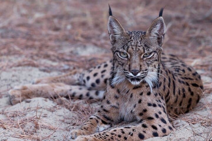 Inside Doñana: A 4x4 Safari to See the Iberian Lynx