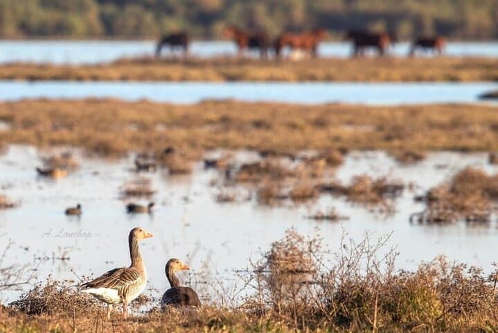 Inside Doñana: A 4x4 Safari to See the Iberian Lynx photo 2