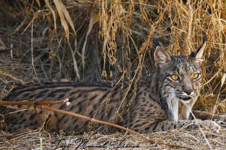 Inside Doñana: A 4x4 Safari to See the Iberian Lynx photo 5