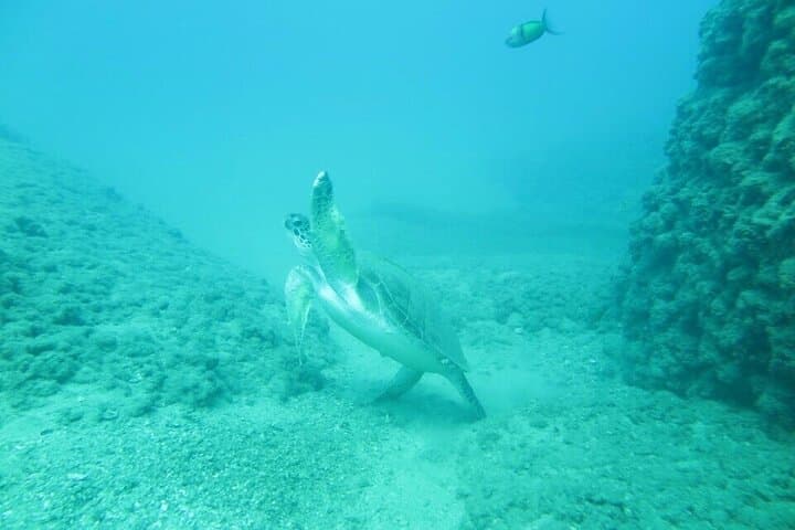 Antalya Scuba Diving from Konyaaltı: Mediterranean Reefs & Boat Day Trip photo 5