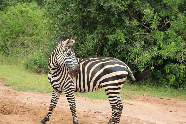 One-Day Akagera Game Drive: Private Safari to Lake Ihema from Kigali photo 4