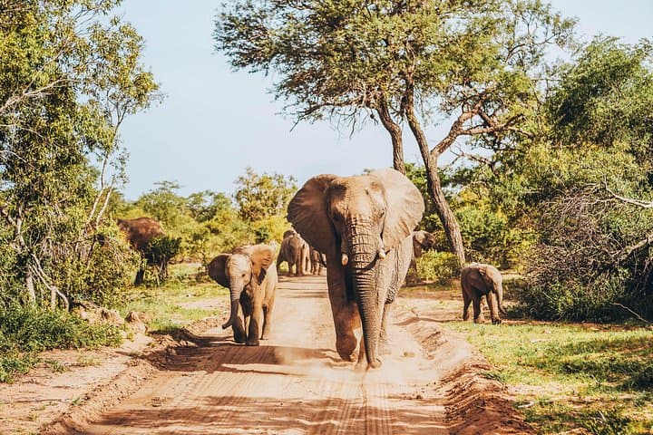 4-Day Luxury Safari: Radisson Hoedspruit & Kruger National Park Adventure photo 1