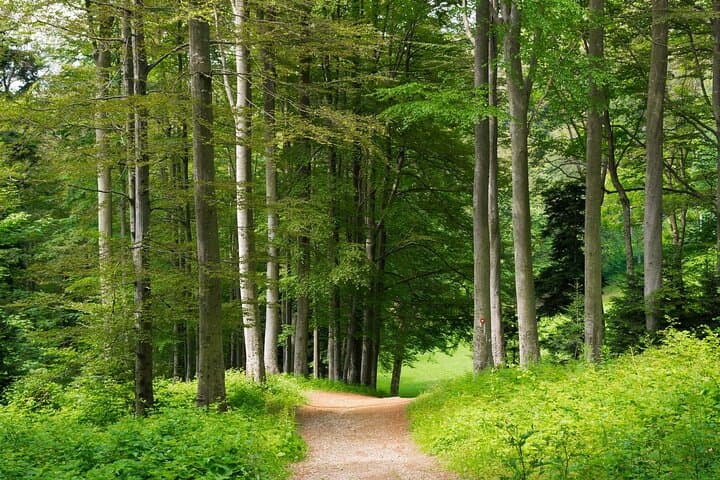 Sljeme to Puntjarka: Medvednica Hiking Trail — A Day Hike from Zagreb photo 6