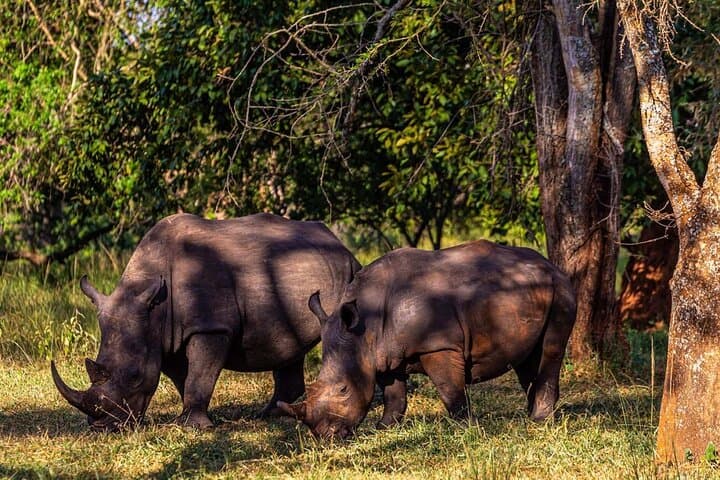 Rhino Walk Near Livingstone — Up-Close White Rhino Experience photo 5
