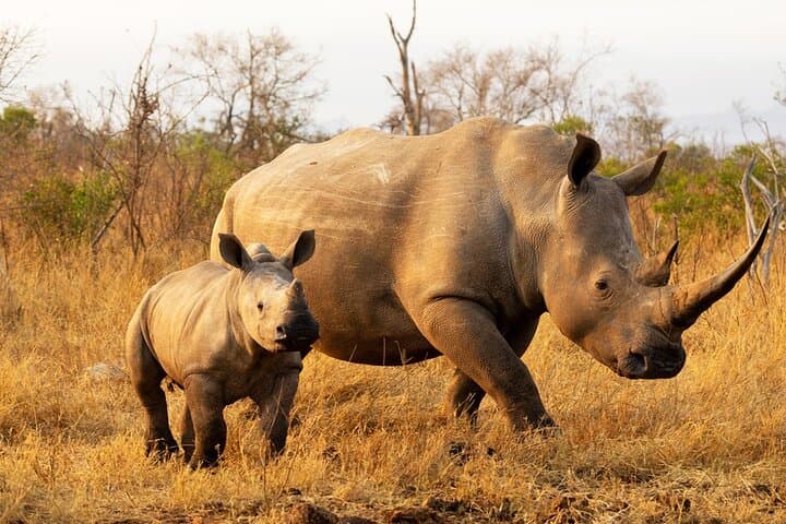 Rhino Walk Near Livingstone — Up-Close White Rhino Experience photo 6