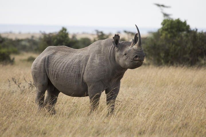 Ol Pejeta Conservancy & Mount Kenya Overnight Safari and Hike