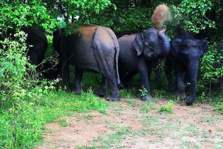 Udawalawe National Park Safari: Elephant Encounters & Wildlife Day Trip photo 3