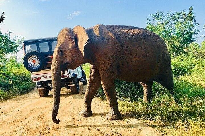 Udawalawe National Park Safari: Elephant Encounters & Wildlife Day Trip photo 1