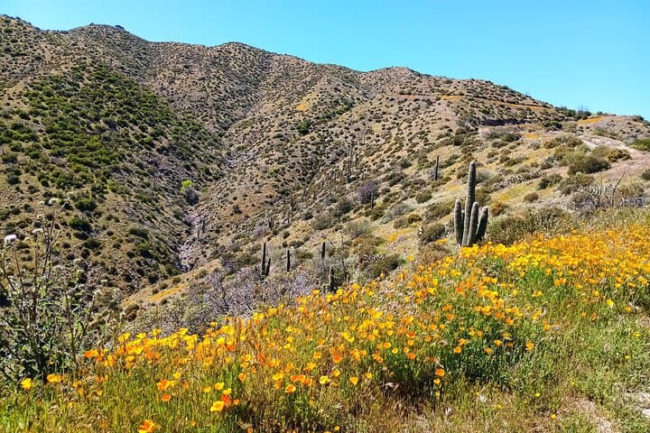 Exploring Arizona's Wild West: Historic 1880s Gold Mine Jeep Adventure from Scottsdale photo 4