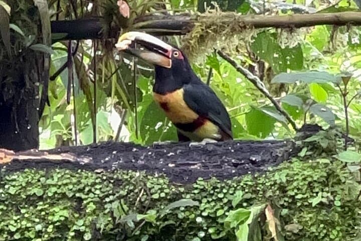 Mindo Cloud Forest Day Tour from Quito: Hummingbirds, Waterfalls & Wildlife photo 2