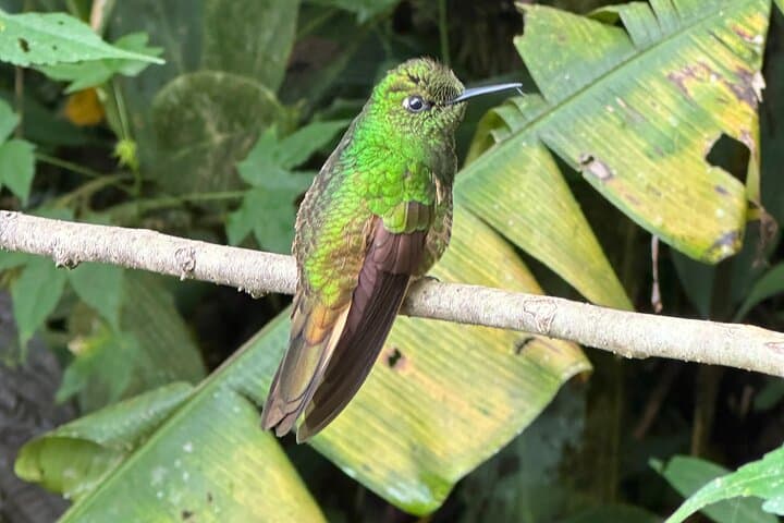 Mindo Cloud Forest Full-Day Tour from Quito — Birds, Waterfalls & Chocolate photo 6