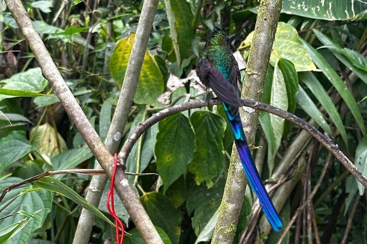 Mindo Cloud Forest Full-Day Tour from Quito — Birds, Waterfalls & Chocolate photo 5