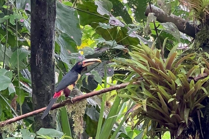 Mindo Cloud Forest Full-Day Tour from Quito — Birds, Waterfalls & Chocolate photo 2
