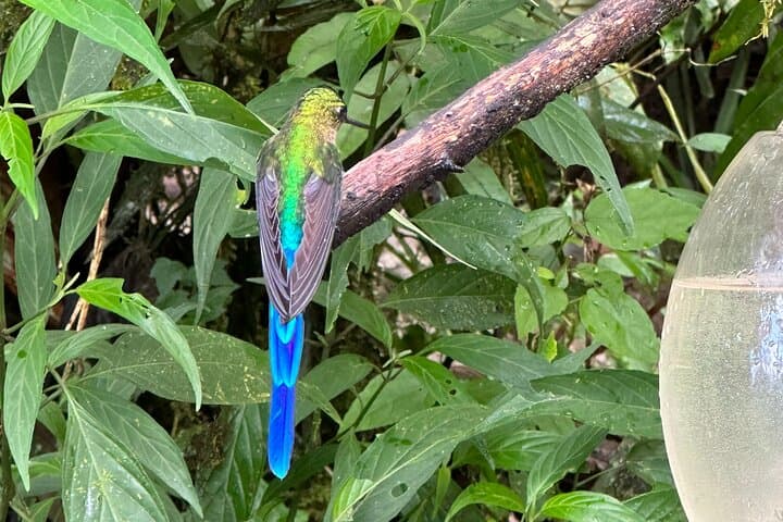 Mindo Cloud Forest Full-Day Tour from Quito — Birds, Waterfalls & Chocolate photo 3