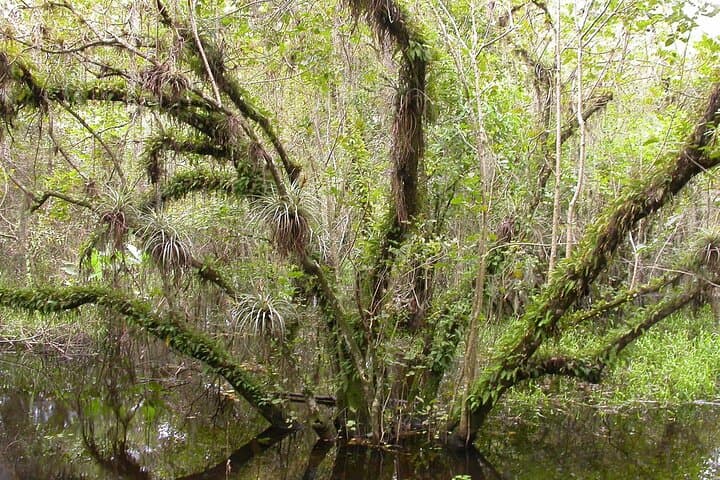 Everglades Day Safari from Miami: A Full-Day Journey into Florida’s Untamed Wetlands photo 6