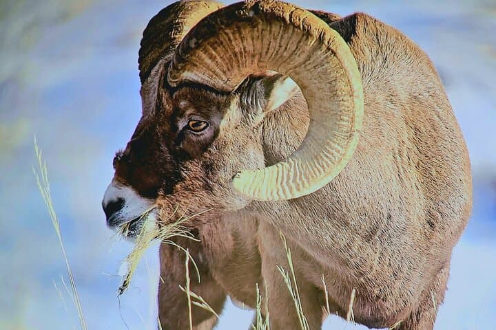 Early Morning Winter Wildlife Tour to Spot Wolves and Grizzly Bears in Yellowstone photo 3