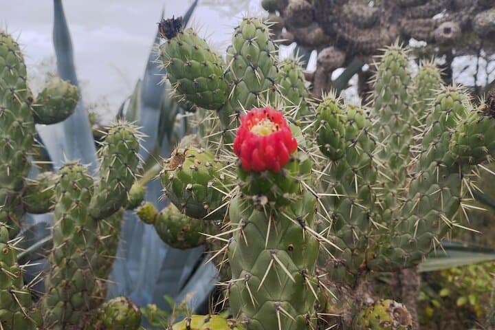 Bromeliads & Dry-Forest Trails: Guided Plant Walk Near Quito photo 6
