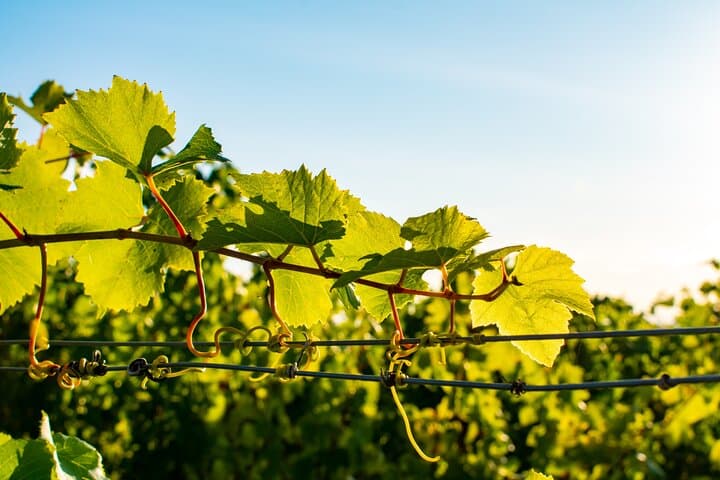 Private Willamette Valley Wine Tour from Newberg — Tastings Included photo 2