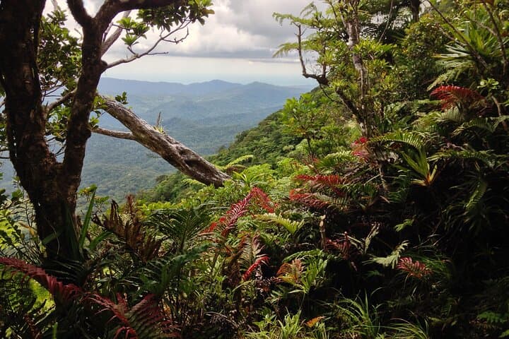 Hike Fiji's Highest Peak: 4-Day Mt Tomanivi Trek with Village Homestays photo 4