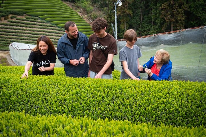 Private Wazuka Matcha Farm Experience — Full-Day Tea Workshop Near Kyoto photo 3