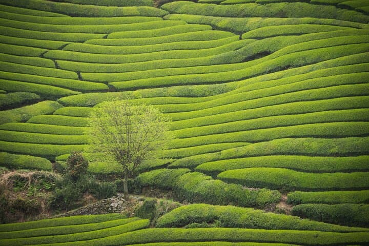 Private Wazuka Matcha Farm Experience — Full-Day Tea Workshop Near Kyoto