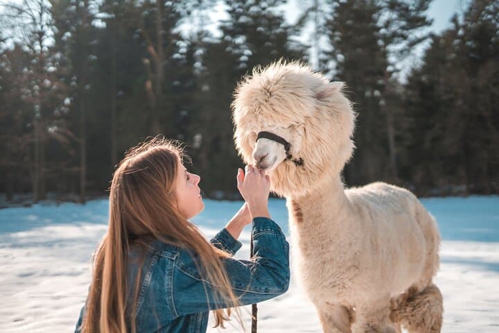Seoul Day Escape: Alpaca World, Nami Island & Garden of Morning Calm photo 5