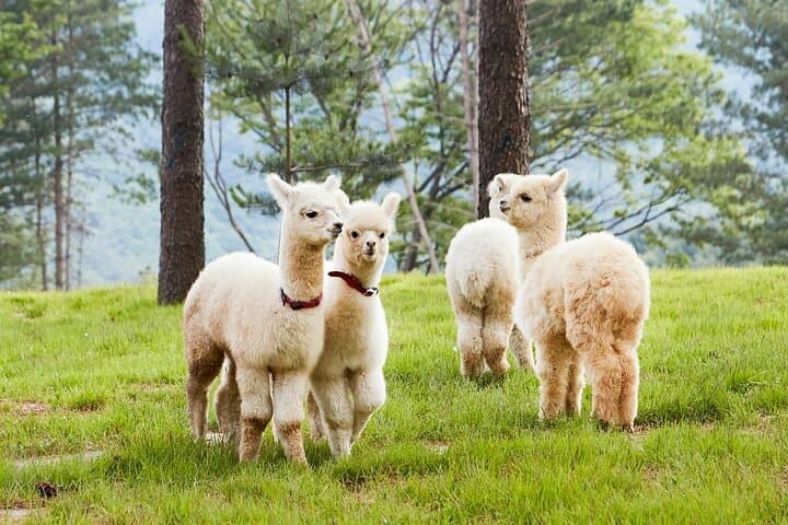 Seoul Day Escape: Alpaca World, Nami Island & Garden of Morning Calm photo 6