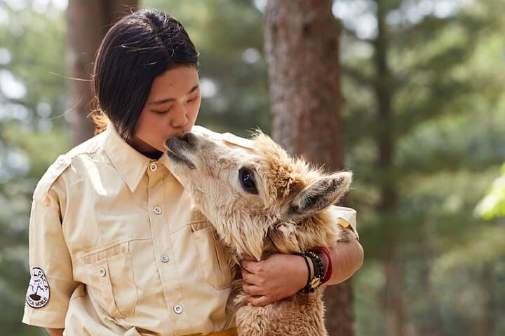 Seoul Day Escape: Alpaca World, Nami Island & Garden of Morning Calm photo 2