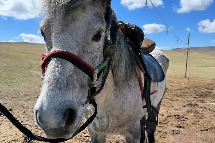 Khustai & Terelj Two-Day Wild Horse Safari from Ulaanbaatar photo 4