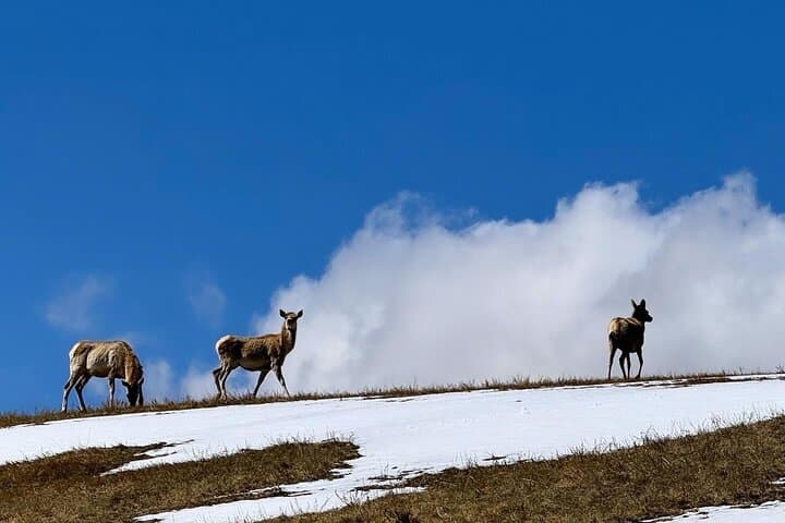 Khustai & Terelj Two-Day Wild Horse Safari from Ulaanbaatar photo 2