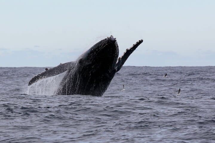 High-Speed Whale Watching in Coffs Harbour — Fast Boat Adventure with Mega Wild photo 2