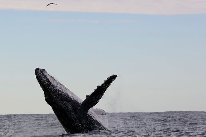 High-Speed Whale Watching in Coffs Harbour — Fast Boat Adventure with Mega Wild photo 3