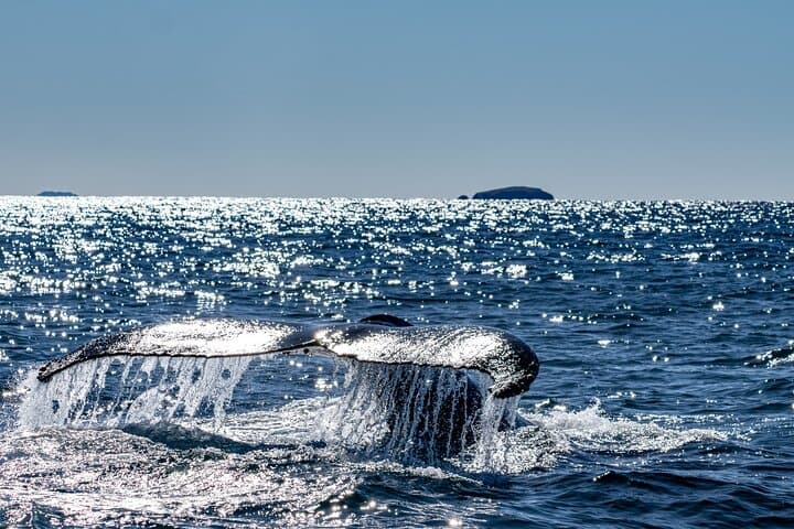 High-Speed Whale Watching in Coffs Harbour — Fast Boat Adventure with Mega Wild photo 4