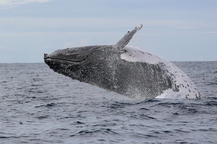 High-Speed Whale Watching in Coffs Harbour — Fast Boat Adventure with Mega Wild photo 5