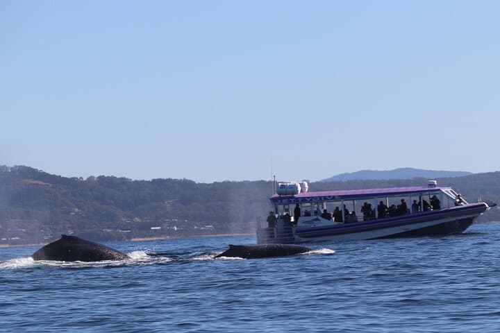 High-Speed Whale Watching in Coffs Harbour — Fast Boat Adventure with Mega Wild