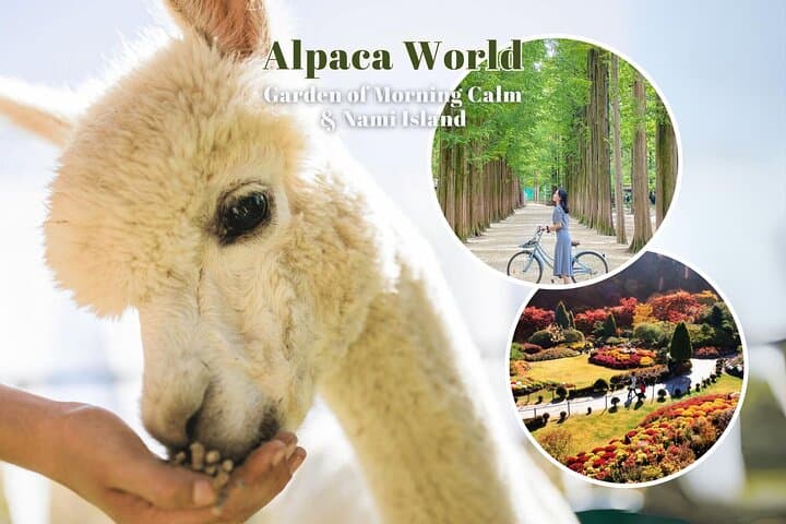 Seoul Day Escape: Alpaca World, Nami Island & Garden of Morning Calm