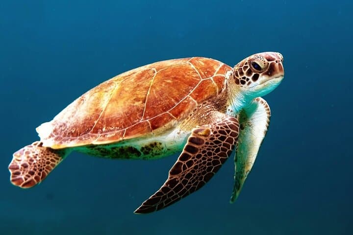 Clear Kayak Tour in Turks and Caicos — Paddle Mangrove Cay National Park photo 3