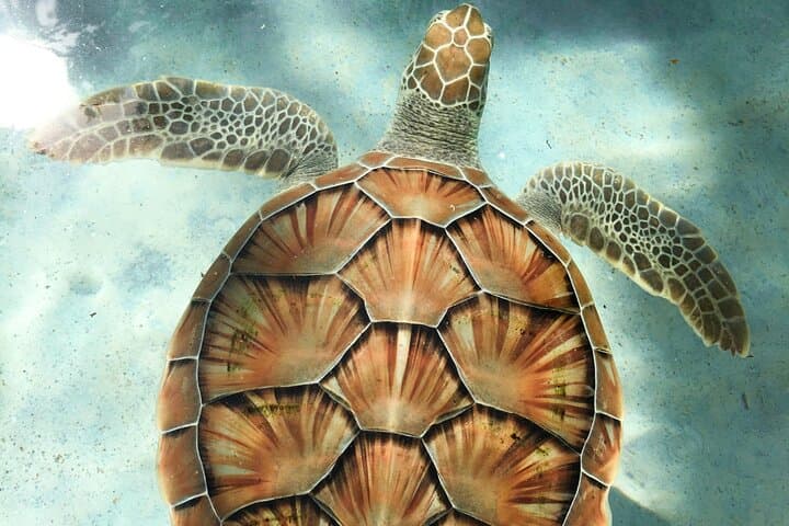 Clear Kayak Tour in Turks and Caicos — Paddle Mangrove Cay National Park photo 4