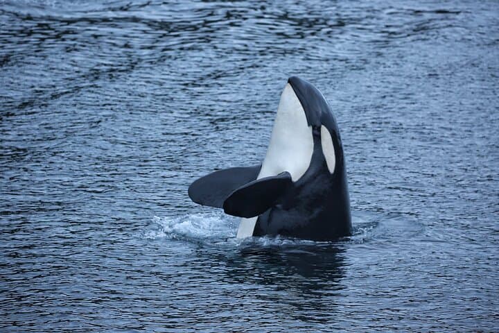 Sitka Whale Watching: Small-Boat Wildlife Adventure in Sitka Sound photo 4