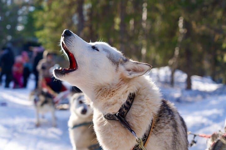 Nulkki Husky Adventure — 5 km Husky Sleigh Ride Near Rovaniemi photo 2