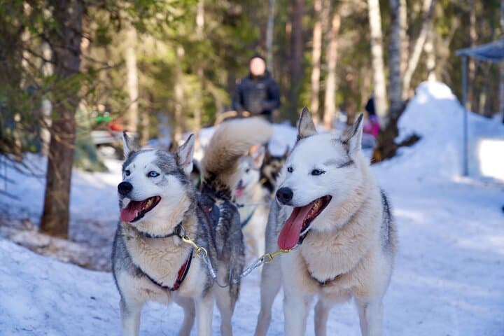 Nulkki Husky Adventure — 5 km Husky Sleigh Ride Near Rovaniemi photo 3