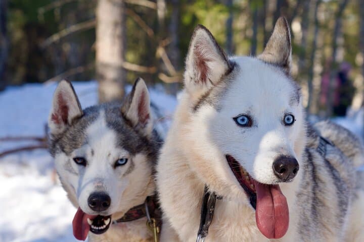 Nulkki Husky Adventure — 5 km Husky Sleigh Ride Near Rovaniemi photo 4