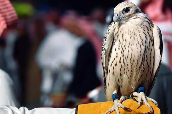 Inside Abu Dhabi Falcon Hospital: Hands-On Falconry & Care Tour photo 2