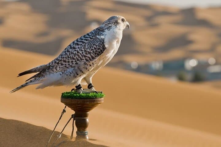 Inside Abu Dhabi Falcon Hospital: Hands-On Falconry & Care Tour