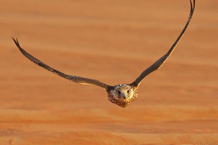 Inside Abu Dhabi Falcon Hospital: Hands-On Falconry & Care Tour photo 5