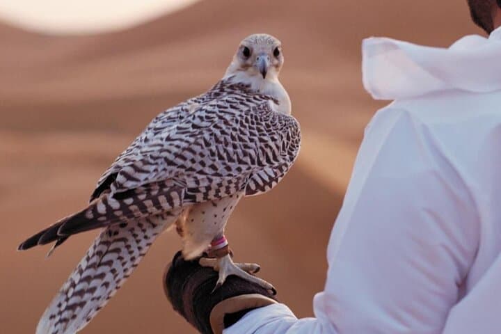 Inside Abu Dhabi Falcon Hospital: Hands-On Falconry & Care Tour photo 6