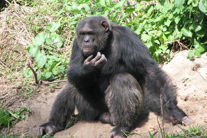 Ol Pejeta Conservancy & Sweetwaters Chimpanzee Sanctuary: Full-Day Safari from Nairobi photo 2