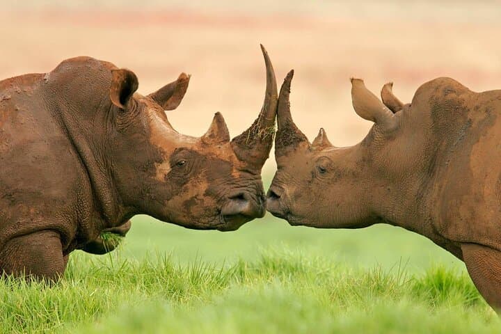 Meet the Northern White Rhinos at Ol Pejeta: Day Tour from Nanyuki photo 3