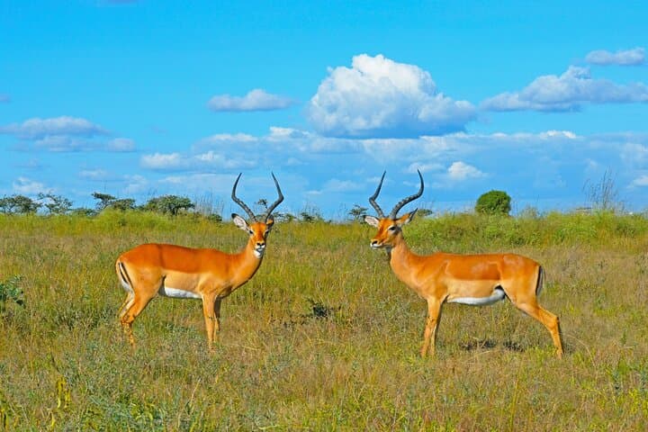 3-Day Safari: Tsavo East & Taita Hills Salt Lick — Big Game Drives from Mombasa photo 3